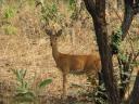 Un oribi, de toutes petites antilopes.