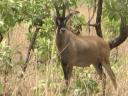 Un beau cob de fassa… la plus grande des antilopes que nous verrons.