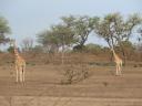 Deux girafes souhaitent la bienvenue (sur rendez-vous uniquement)