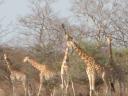 Le troupeau de girafes